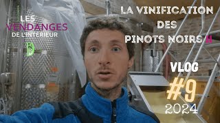 Vlog vigneron 9  changement de stratégie pour la vinification des Pinots Noirs  vendanges 2024 [upl. by Navnod]