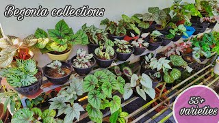 Begonia Plant Collection  55 varieties  Begonia update [upl. by Filbert]