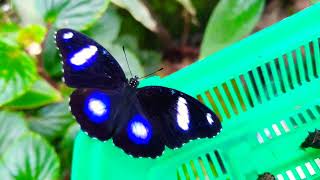 GREAT EGGFLY ♂ Hypolimnas bolina philippensis [upl. by Hainahpez]