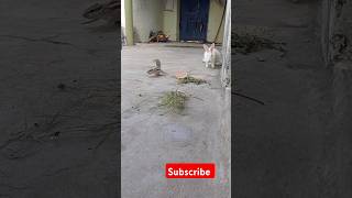 Madam ji Pani pi ke I gillu ðŸ¿ï¸ðŸ‡ðŸ’• ko bagha diya ðŸ¤£cute [upl. by Glenden]