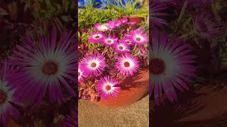 Beautiful ice flowers iceflowers mesembryanthemum flowers winterflower easygardeningtips [upl. by Lerrad]