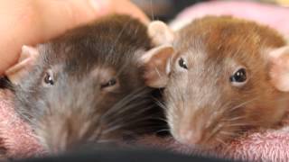 My Rats Bruxing and Boggling [upl. by Waneta]