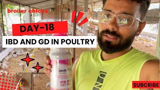 Day  18 In Poultry Farm  GD Aur IBD Ke Lakshan Dikhe Maire Poultry Farm Mai  Gumboro In Poultry [upl. by Calista]