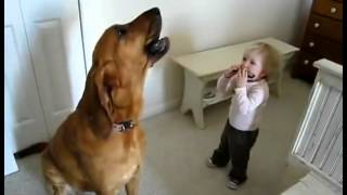 Dog Singing While Boy Plays Harmonica [upl. by Acirfa695]