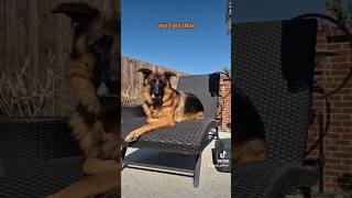 conversation German Shepherd Shorthaired Pointer 🤔🤣🐶new shorts ytshorts viral viralshorts [upl. by Atsirtal]