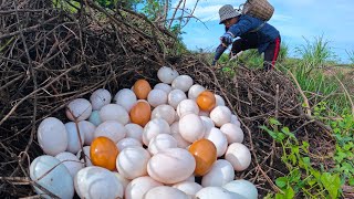 Top amazing  Harvest duck eggs a lot on the dead grass at field near the road by lucky hand [upl. by Kemppe257]