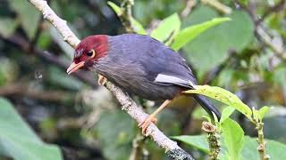 Chestnuthooded Laughingthrush 栗頭噪鶥 [upl. by Orfinger]