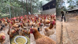 CHICKEN FARM  How to make a wooden chicken feeder  Mix chicken food  Cut the chickens beak [upl. by Calla]