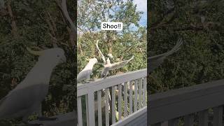 Epic Battle Cockatoo Vs Corella Showdown [upl. by Ahsiei]