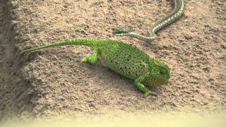 Chameleon v snake HD [upl. by Wiencke]