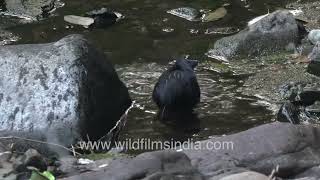 Summer time fun for the birds is not that different from human kids Thrush splashes in stream water [upl. by Erroll]