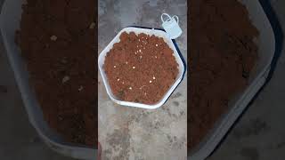 1 Growing green chilli plants from seeds container greenchilli plants terracegarden shortsfeed [upl. by Anaid]