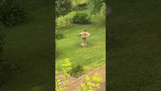 Currawong’s hunting thousands of flying insects [upl. by Lairbag683]