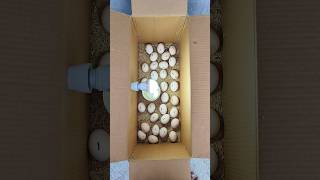 How to make incubator Chicken in home real box DIY [upl. by Ayote]