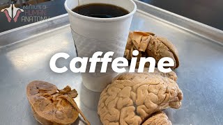 How Caffeine Affects Your Brain [upl. by Schoening463]