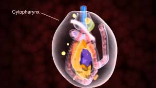 Animation showing the details of the structural organization in the amastigote [upl. by Ecenaj]