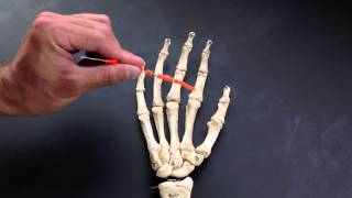 Metacarpals and Phalanges [upl. by Salangi116]