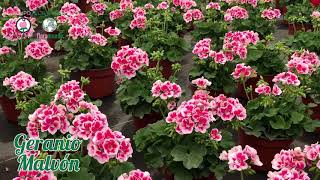 Planta Geranio Malvón Pelargonium x hortorum [upl. by Seidnac]