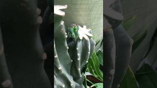 Cereus Peruvian Monstrose motherplant grow some pups cactus cactaceae [upl. by Hedley]