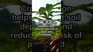 Crop Rotation Benefits [upl. by Ycal]