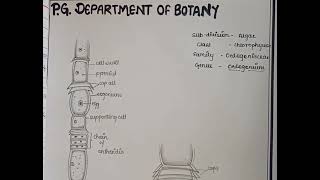 cell structure of oedogonium [upl. by Butta]