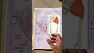 GLUETAL MUSCLES ORIGIN INSERTION 🍑 physiotherapy bpt explore mbbs anatomy physiology medical [upl. by Kahlil55]