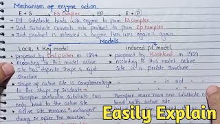 Mechanism Of Enzyme Action  Lock And Key Models And Induced Fit Model  Class 11 [upl. by Sarat]