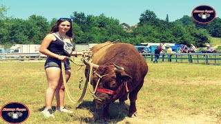 Beauty Martina and the Bull [upl. by Thomasina]