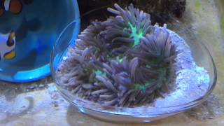 Purple Tip Sebae Anemone With Green Oral Disc Heteractis Crispa [upl. by Philis155]