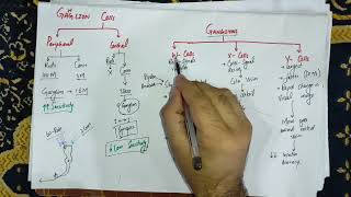 Guyton Chapter 51 last part Function of horizontal cells bipolaramacrineganglions cellsphysio [upl. by Caiaphas340]