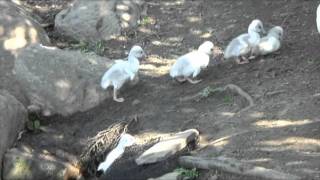 2011 Trumpeter Swan Cygnets at Waterfowl Lake [upl. by Ardnat]