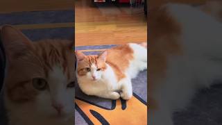 funny cat videos 😸 funniest cat 🐈  cute kitten videos 😻 cute cat funny cat videos compilation 🤣 [upl. by Gniliem]