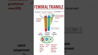 Femoral triangle  anatomy viralshorts shorts fmge2024 neetpg25 femoraltriangle trending [upl. by Haelat162]