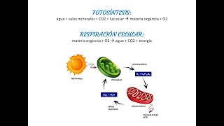 BIOLOGÍA FÁCIL 🌲🦊🦠 FOTOSÍNTESIS Y RESPIRACIÓN CELULAR [upl. by Alistair]