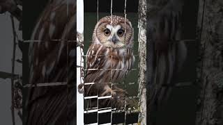 Northern Saw Whet Owl [upl. by Ellezig]