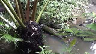 Massive King Ferns at Vision Falls Lake Eacham Atherton Tablelands Australia [upl. by Ahseem]