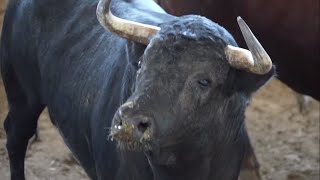 AGUASCALIENTES 2024 1era corrida  Entorilamiento de los toros de Villa Carmela Sábado 191024 [upl. by Llehsam212]