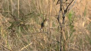 Little Grassbird 4 [upl. by Herzog]