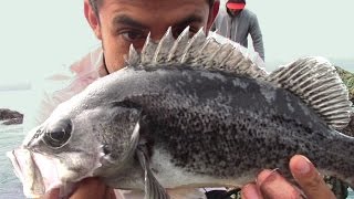 Tips to Catch Black Rockfish and Lingcod  How to tie the FG Knot Best Braid to Mono Knot Ever [upl. by Minny325]