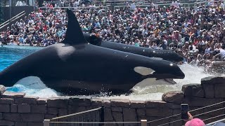 😀😀Orca Encounter Stunning Full Show At SeaWorld San Diego California4K [upl. by Iras]