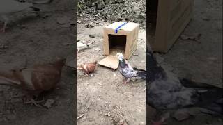 Pigeon trap cardboard box  pigeon trap easy homemade🕊 [upl. by Ecitnirp]