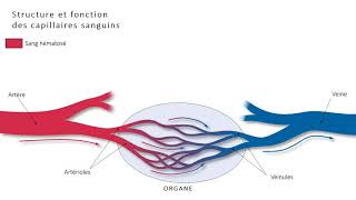 1ST2S  Structure et fonction de capillaires [upl. by Olag]