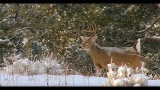 Magnum TV S5E17 Western Whitetails [upl. by Anyt695]