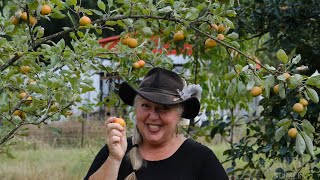 Raintree Nursery Fruit Feature Shipova Pear [upl. by Lezah]