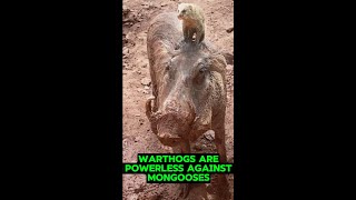 Warthogs are powerless against mongooses and heres whyshorts [upl. by Aes932]