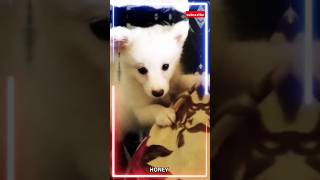 FUNNY CAT 😺 AND DOG 🐶 VIDEOS shortvideoshorts tomandjerryfamily catcatlover cute funnyvideo [upl. by Tima]