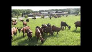 présentation de la ferme de Romecrot et du GAEC COUET et fils [upl. by Linson625]