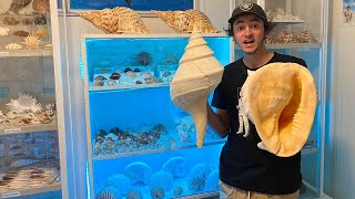 MY SUPER RARE 20000 SEASHELL COLLECTION ROOM Room Tour of The best Seashell Collection room ever [upl. by Dyke311]