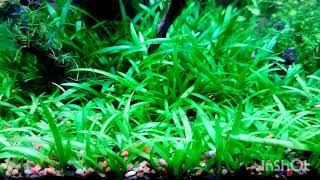 Dwarf sagittaria carpet plant [upl. by Gibby]