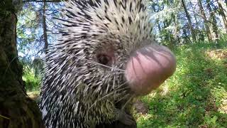 PrehensileTailed Porcupine Bebeto Crunches On Peanuts In The Woods [upl. by Sej]